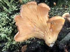 Panellus ligulatus