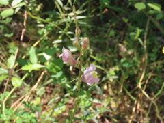 Antirrhinum tortuosum