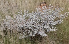 Indigofera monophylla