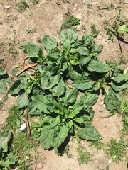 Plantago major