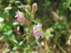 Antirrhinum tortuosum