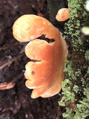 Panellus ligulatus