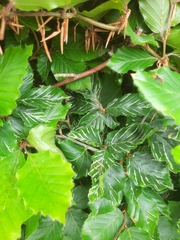 Aceria nervisequa