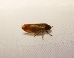 Eoscarta karschi