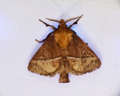 Birthamula rufa