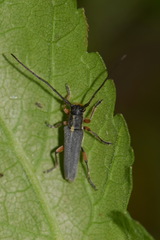 Phytoecia icterica