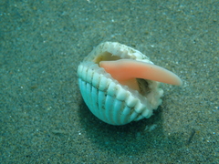 Cerastoderma edule