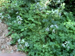 Angiospermae