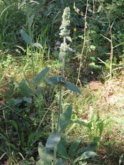 Stachys germanica