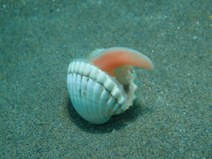 Cerastoderma edule