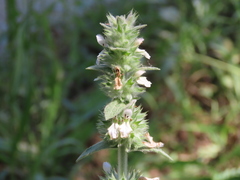 Stachys germanica
