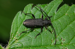 Ropalopus macropus