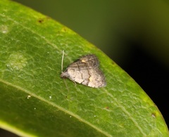 Fustius sterlingi