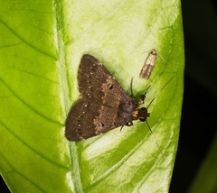 Hydrillodes nilgirialis