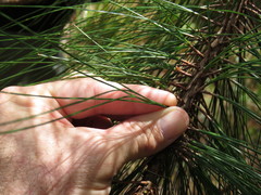 Pinus maximinoi