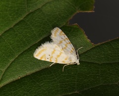 Patissa fulvosparsa
