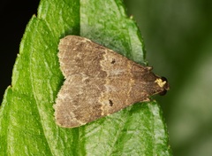 Hydrillodes nilgirialis