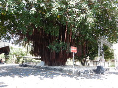 Ficus prolixa