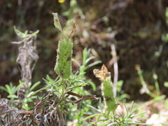 Lavandula viridis