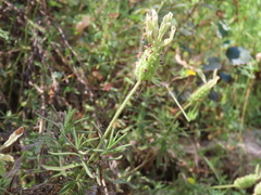 Lavandula viridis