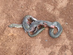 Boaedon fuliginosus