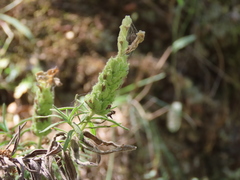 Lavandula viridis