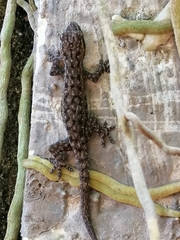 Hemidactylus frenatus