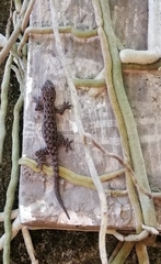 Hemidactylus frenatus