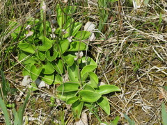 Parnassia glauca