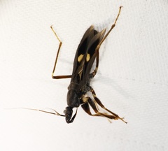 Ectomocoris atrox