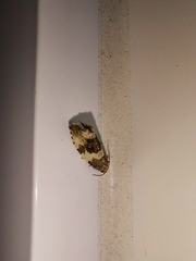 Pseudosciaphila duplex