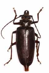 Anthracocentrus capensis