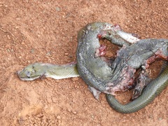 Boaedon fuliginosus