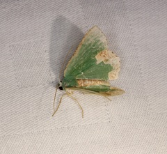 Eucyclodes albisparsa