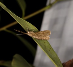 Hypomecis transcissa