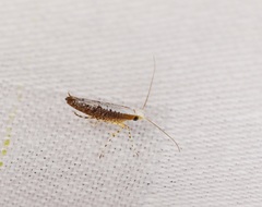 Argyresthia lata