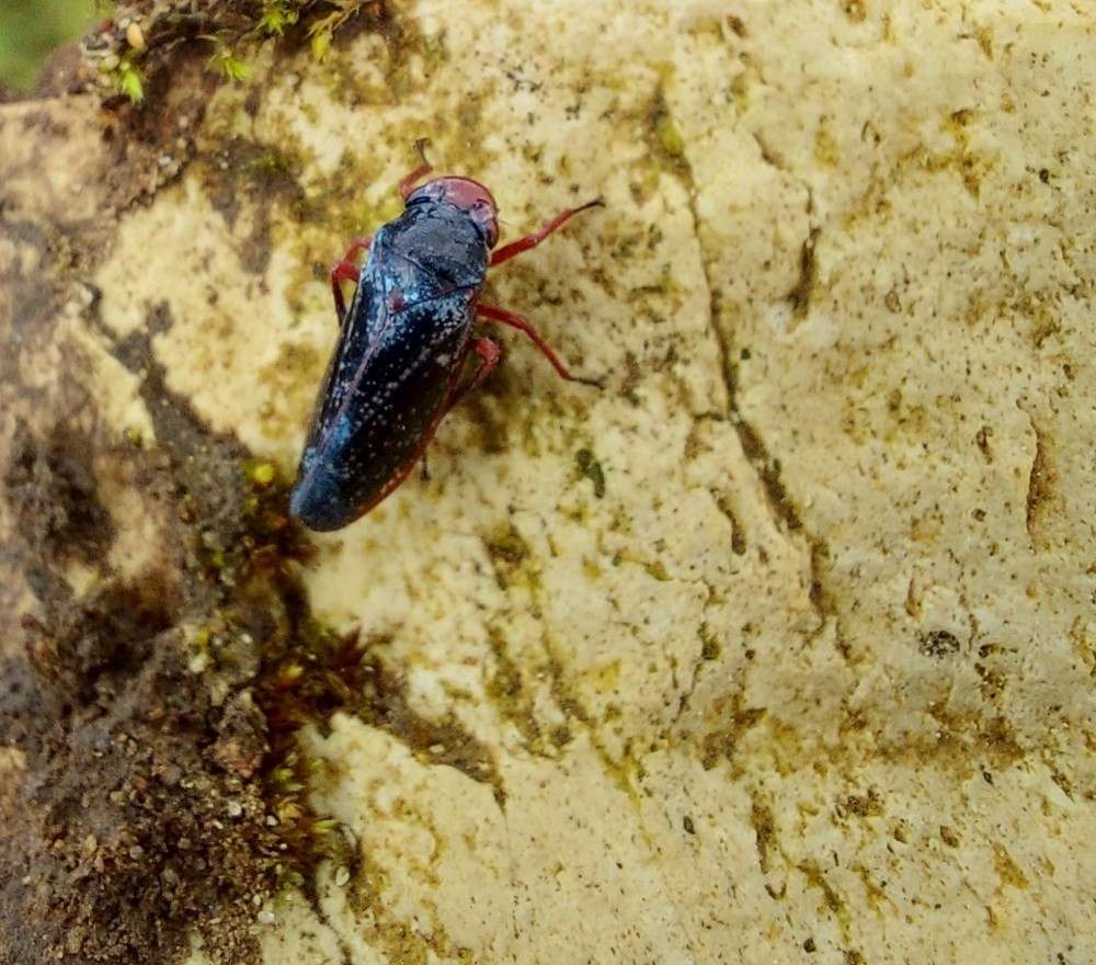 Paracatua decastroi