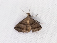 Lysimelia neleusalis