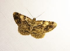 Psilalcis galsworthyi