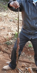 Boaedon fuliginosus