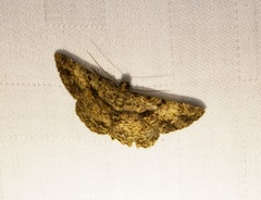 Psilalcis galsworthyi