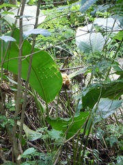 Goeppertia inocephala
