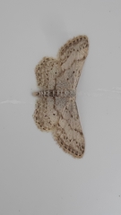 Idaea incisaria