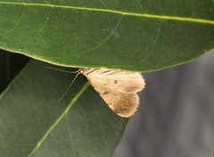 Hypomecis transcissa