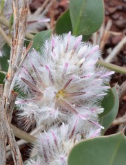 Ptilotus axillaris