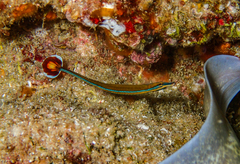 Narrowstripe Pipefish photo 3
