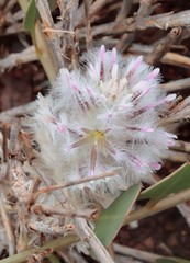 Ptilotus axillaris