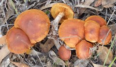 Cortinarius austrocinnabarinus
