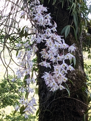 Dendrobium amoenum