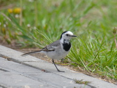 Motacilla alba baicalensis